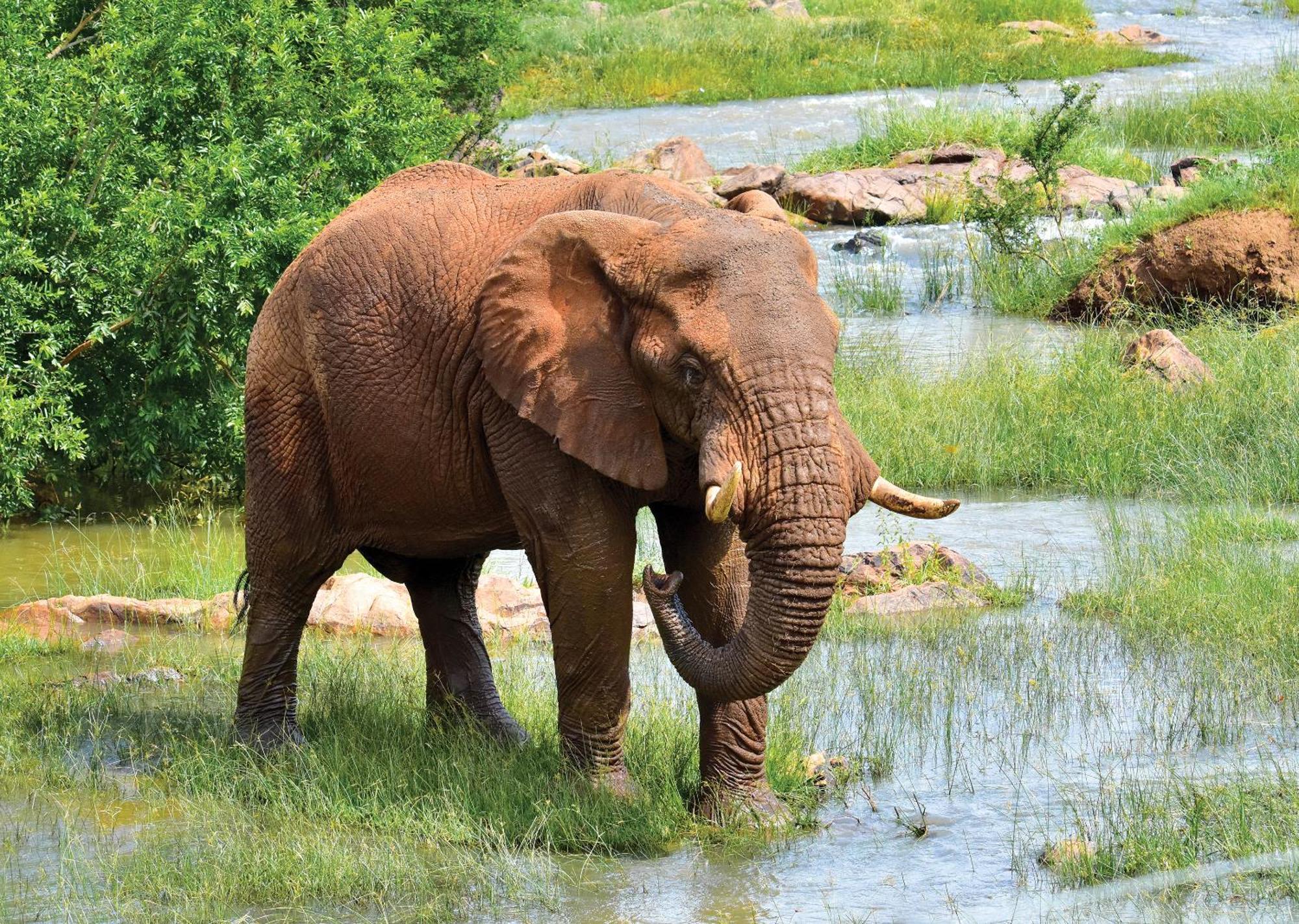 Madikwe River Lodge By Dream Resorts Заповедник Мадикве Экстерьер фото